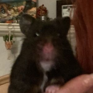 Meet your Posher, Annabelle